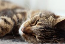 How to Get rid of pet hair!