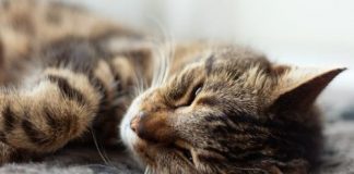 How to Get rid of pet hair!