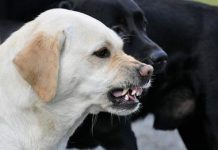 Learn how to make a dog bark to stop chasing you