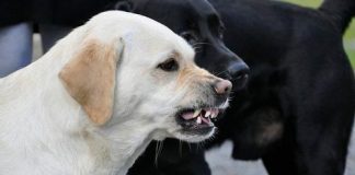 Learn how to make a dog bark to stop chasing you