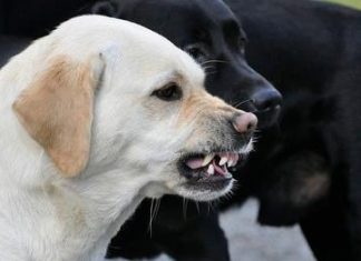 Learn how to make a dog bark to stop chasing you