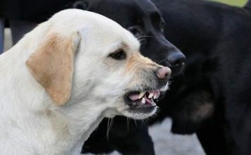 Learn how to make a dog bark to stop chasing you