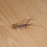If you see a centipede in your home, this is the one thing you should never do.