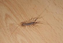 If you see a centipede in your home, this is the one thing you should never do.