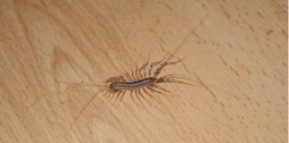 If you see a centipede in your home, this is the one thing you should never do.