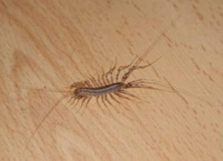 If you see a centipede in your home, this is the one thing you should never do.