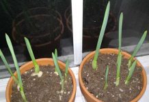 How to grow your own garlic at home?