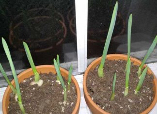 How to grow your own garlic at home?