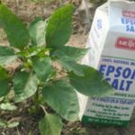 10 Ways Epsom Salt Can Help You Outdoors