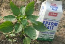 10 Ways Epsom Salt Can Help You Outdoors