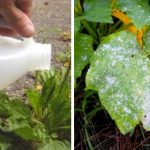9+ Clever Ways To Use Vinegar While Gardening