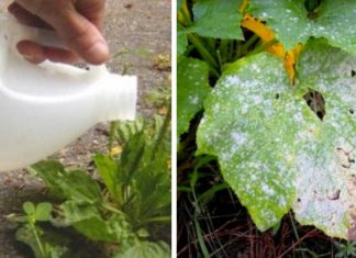 9+ Clever Ways To Use Vinegar While Gardening