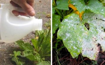 9+ Clever Ways To Use Vinegar While Gardening