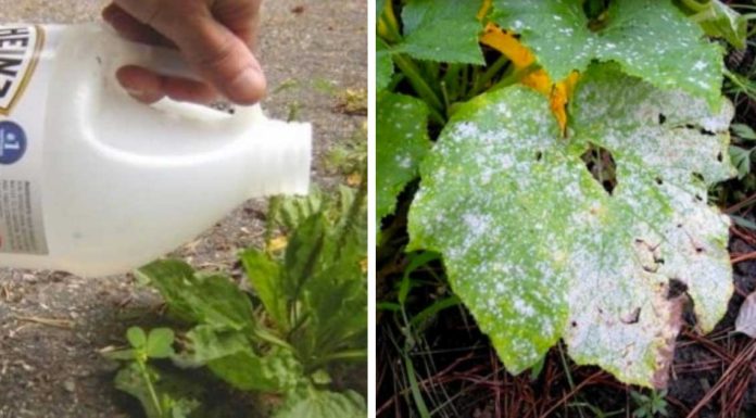 9+ Clever Ways To Use Vinegar While Gardening