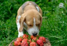 Human foods that are safe for dogs to eat and those that are not