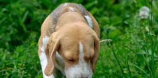 Human foods that are safe for dogs to eat and those that are not