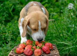 Human foods that are safe for dogs to eat and those that are not