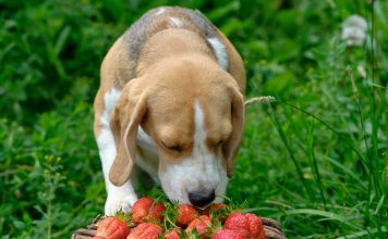 Human foods that are safe for dogs to eat and those that are not