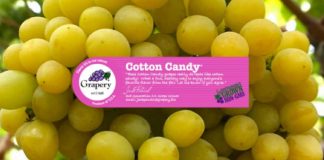 Cotton Candy Grapes Are Coming To A Store Near You — Here’s Where