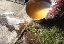 some ways you didn’t know you could get rid of ants