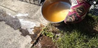 some ways you didn’t know you could get rid of ants