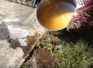 some ways you didn’t know you could get rid of ants