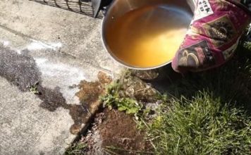 some ways you didn’t know you could get rid of ants