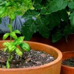 13 Helpful Ways to Use Vinegar in Your Garden