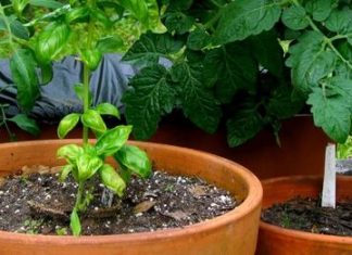 13 Helpful Ways to Use Vinegar in Your Garden