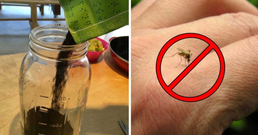 How to get rid of mosquitoes (and other pests) using coffee grounds