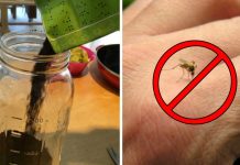 How to get rid of mosquitoes (and other pests) using coffee grounds