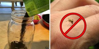 How to get rid of mosquitoes (and other pests) using coffee grounds