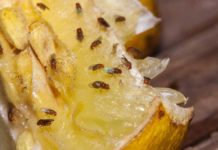 5 quick and easy ways to rid the house of fruit flies