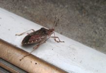 The DIY Solution That Will Help Keep Stink Bugs Away From Your Home