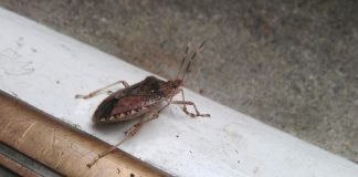 The DIY Solution That Will Help Keep Stink Bugs Away From Your Home