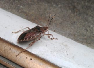 The DIY Solution That Will Help Keep Stink Bugs Away From Your Home
