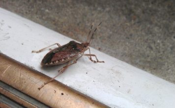 The DIY Solution That Will Help Keep Stink Bugs Away From Your Home