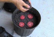 Brilliant Trick to Grow Your Own Tomatoes