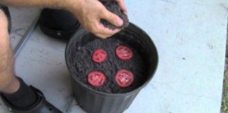Brilliant Trick to Grow Your Own Tomatoes