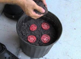 Brilliant Trick to Grow Your Own Tomatoes