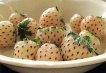 Introducing the Pineberry: A strawberry that tastes like a pineapple!
