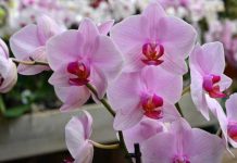 How do you bring even the most dilapidated orchid back to life?