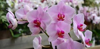 How do you bring even the most dilapidated orchid back to life?