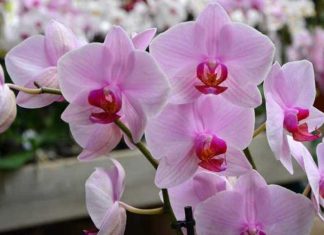 How do you bring even the most dilapidated orchid back to life?