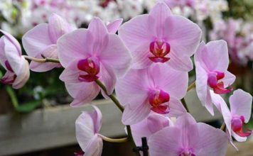 How do you bring even the most dilapidated orchid back to life?