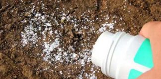 8 Ways To Use Baby Powder In And Around The Yard