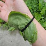 There are many benefits to letting plantain weeds grow.
