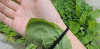 There are many benefits to letting plantain weeds grow.