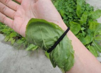 There are many benefits to letting plantain weeds grow.