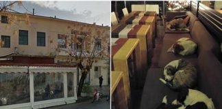 This Cafe Opens Its Doors to Stray Dogs Every Night